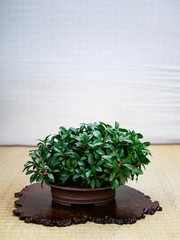 plant in a pot