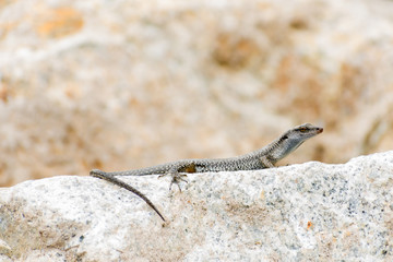 Alligator Lizard