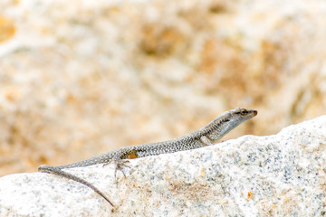 Obraz premium Alligator Lizard