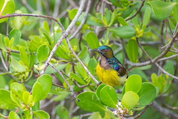 Plain-throated Sunbird