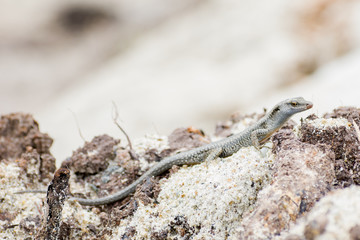 Alligator Lizard