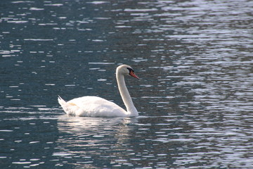 Swan birds swimming on blue reflecting water lake.
