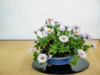 Fototapeta na wymiar bouquet of daisies