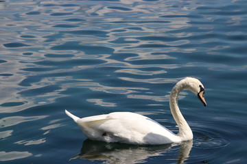 Swan birds swimming on blue reflecting water lake.
