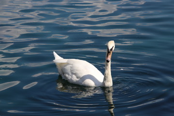 Obraz premium Swan birds swimming on blue reflecting water lake.