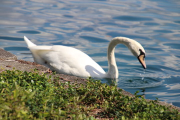 Swan birds swimming on blue reflecting water lake.