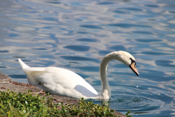 Swan birds swimming on blue reflecting water lake.