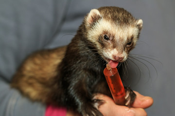 Pet ferret being fed treats in syringe