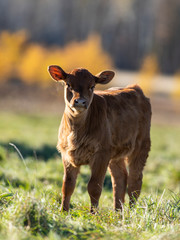 A young beef calf on a late autumn day © Steve Oehlenschlager