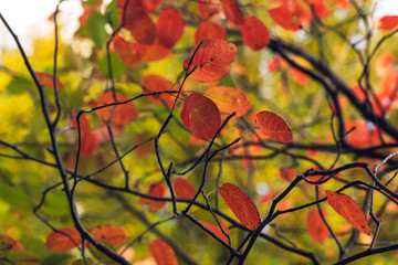 Orange leaves against a golden background of blurred leaves and branches