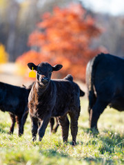 Black Angus caow and calf in a pasture in late autumn © Steve Oehlenschlager