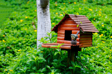 bird wooden house in the small garden