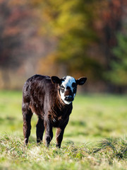Black Angus caow and calf in a pasture in late autumn © Steve Oehlenschlager