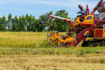 Combine harvester Working on rice field. Harvesting is the process of gathering a ripe crop