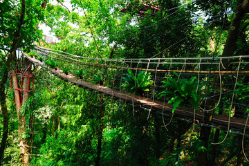 Wooden rope bridge in the forest