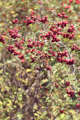 Obraz premium wild red hawthorn fruit in autumn