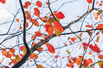 Orange leaves against a golden background of blurred leaves and branches