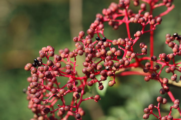 wild red pepper seed