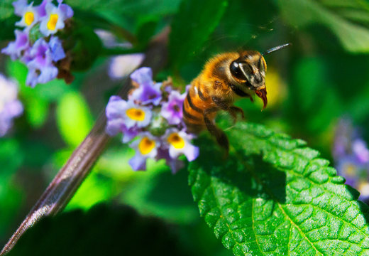 flyng bee