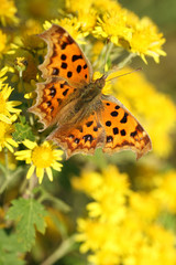 Obraz premium butterfly on yellow wild chrysanthemum flower