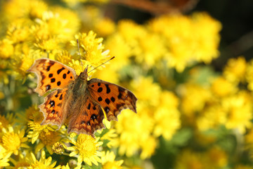 butterfly on yellow wild chrysanthemum flower
