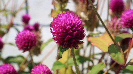 Red clover