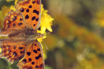 butterfly on yellow wild chrysanthemum flower