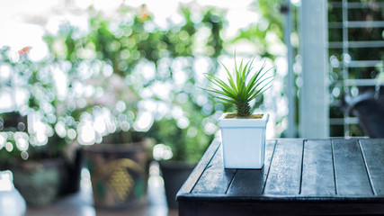 Fake tree pot on the table bokeh background