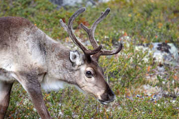 Naklejka na ściany i meble reindeer grazing in nature