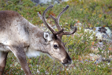 reindeer grazing in nature