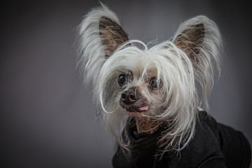 Chinese crested dog