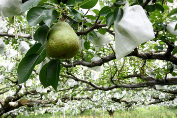 洋梨　農園