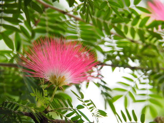 Pink Red Powder Puff : A bunch of clusters at the end of the branch. Buds are red round shape. And the scientific name is Calliandra Haematocephala Hassk