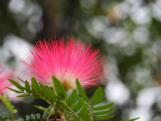 Pink Red Powder Puff : A bunch of clusters at the end of the branch. Buds are red round shape. And the scientific name is Calliandra Haematocephala Hassk