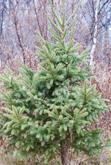 Single green pine tree with tall grass,  birch trees,  and shrubs in the background near Hinckley Minnesota
