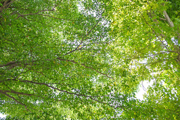 Leaves light green Naturally occurring in the morning. Two light from the top of the sky.