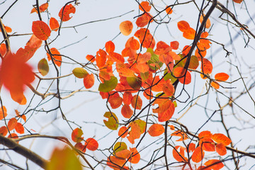 Gorgeous orange, yellow and green leaves against a white background