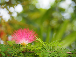 Pink Red Powder Puff : A bunch of clusters at the end of the branch. Buds are red round shape. And the scientific name is Calliandra Haematocephala Hassk