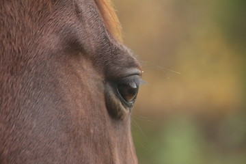 Naklejka premium Equine contemplation