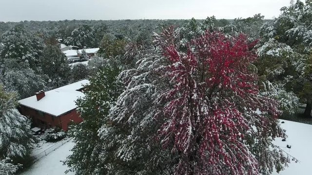 Aerial view rotating around red fall snow tree cloudy