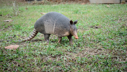 Nine-Banded Armadillo (Dasypus Novemcinctus) Costa Rica.  Roaming the dirty and grassy jungle.