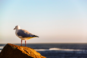 Albatross on a rock at Margaret River cape to cape