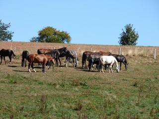 Polski rolnik przy pracy. © Jerzy