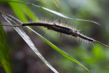 Worm on tree branch.