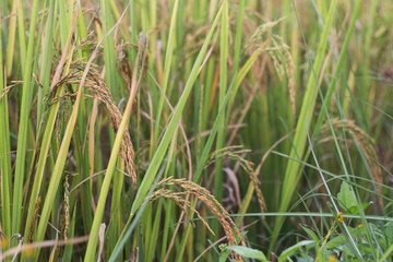 Rice in paddy field ready to harvest.