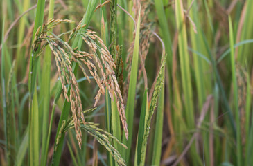 Rice in paddy field ready to harvest.