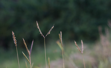 Beautiful background form grass.