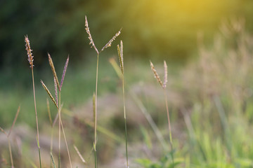 Beautiful grass and sunshine. background form grass.