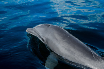 Tursiops tuncatus, dolphin close up