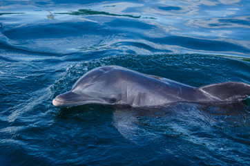 Tursiops tuncatus, dolphin close up